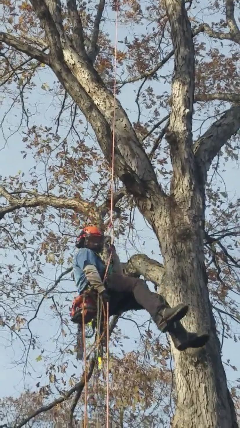 Climber pruning a large oak