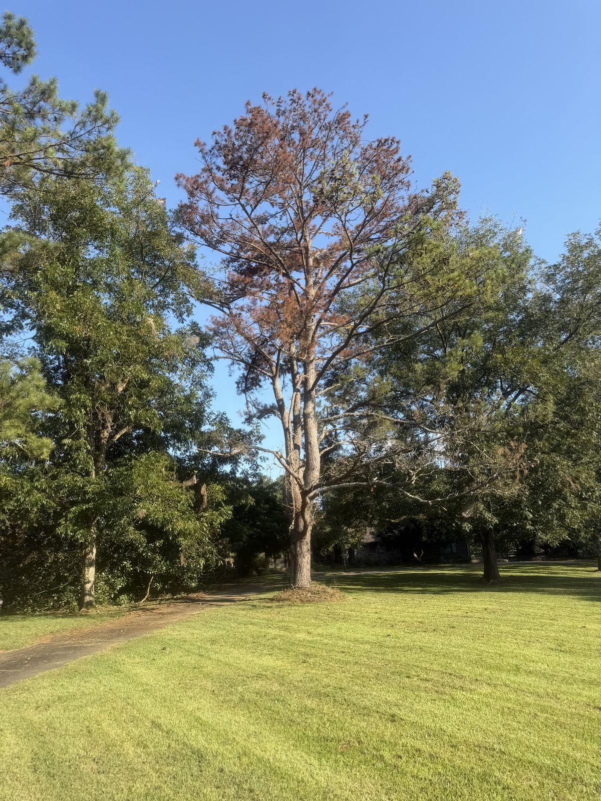 Dead pine in a large lawn before removal